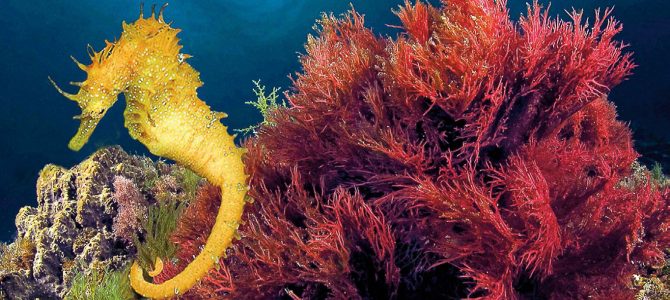 Las fabulosas criaturas que habitan en los fondos marinos de Xàbia Las fabulosas criaturas que habitan en los fondos marinos de Xàbia